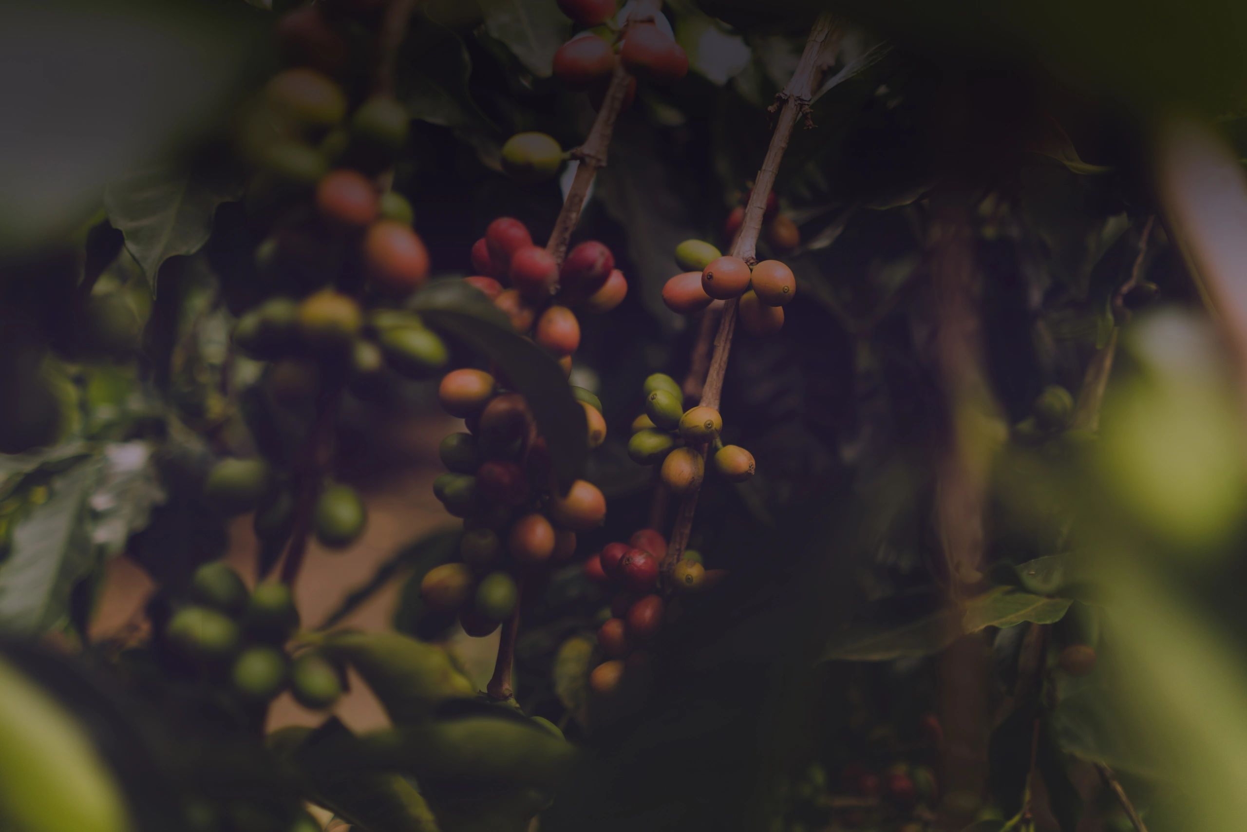 Premium Coffee Shop the Best Online Coffee Store